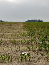 
						Ressemis. À droite, le maïs semé après un couvert non récolté et un labour. À gauche, le maïs après un RGI + trèfles fauché deux fois : en 2020, les dégâts de corbeaux ont été accentués par un retard à la levée. Dans 2 parcelles d’essai sur 4, le maïs a dû être ressemé. 
							© Gwendoline Elluin